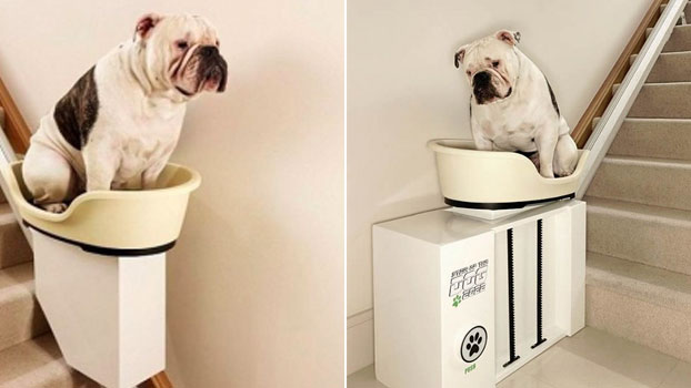 Montascale per cani disabili
